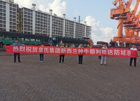 漂洋過海9000公里，優(yōu)質(zhì)新西蘭奶牛順利到港！